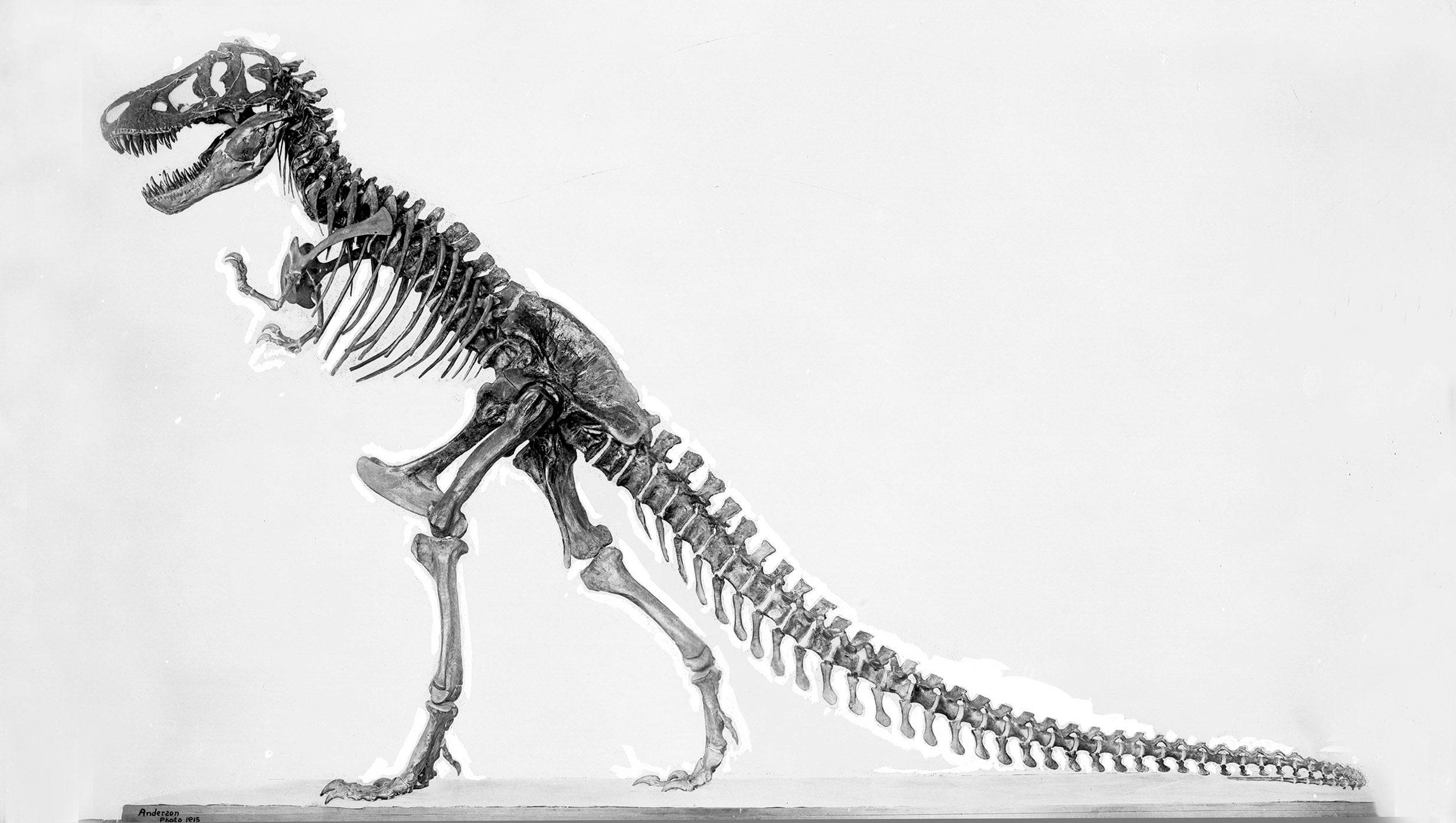 T-Rex ulet ပုံဖော်ခြင်း