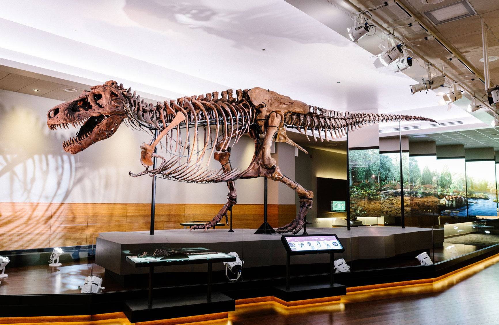 t-rex အလျားလိုက်ပုံဖော်